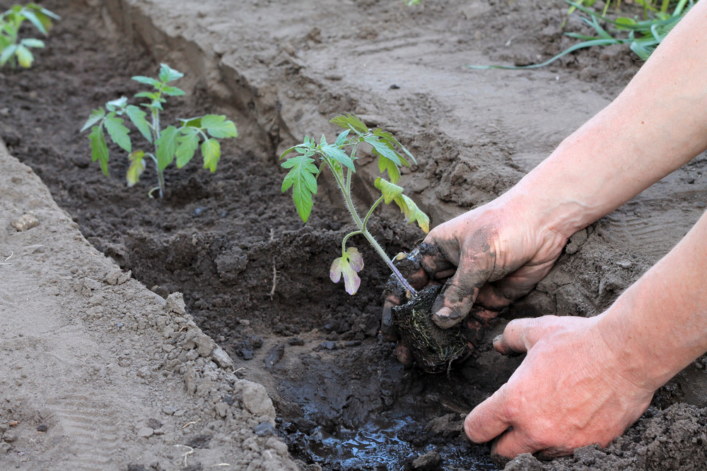 Planting tomato seedlings deep