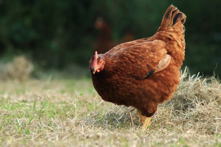10 Most Productive Egg Laying Chickens 300+ Eggs Per Year