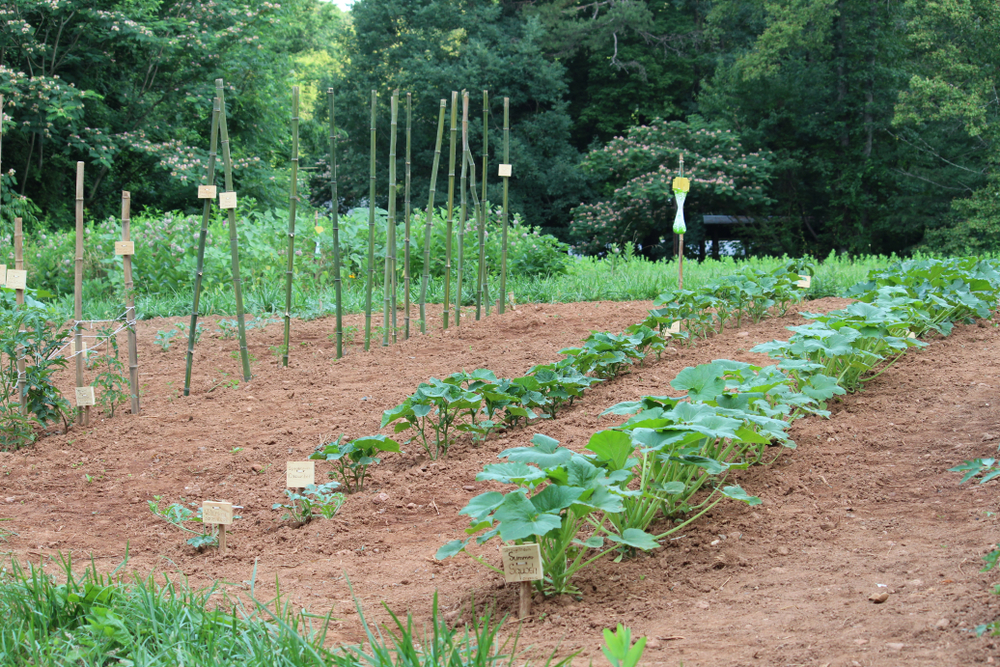 26 Vegetables To Grow In The Shade, How To Make A Vegetable Garden In South Africa
