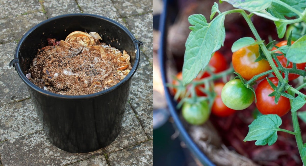 35 Companion Plants To Grow With Your Tomatoes