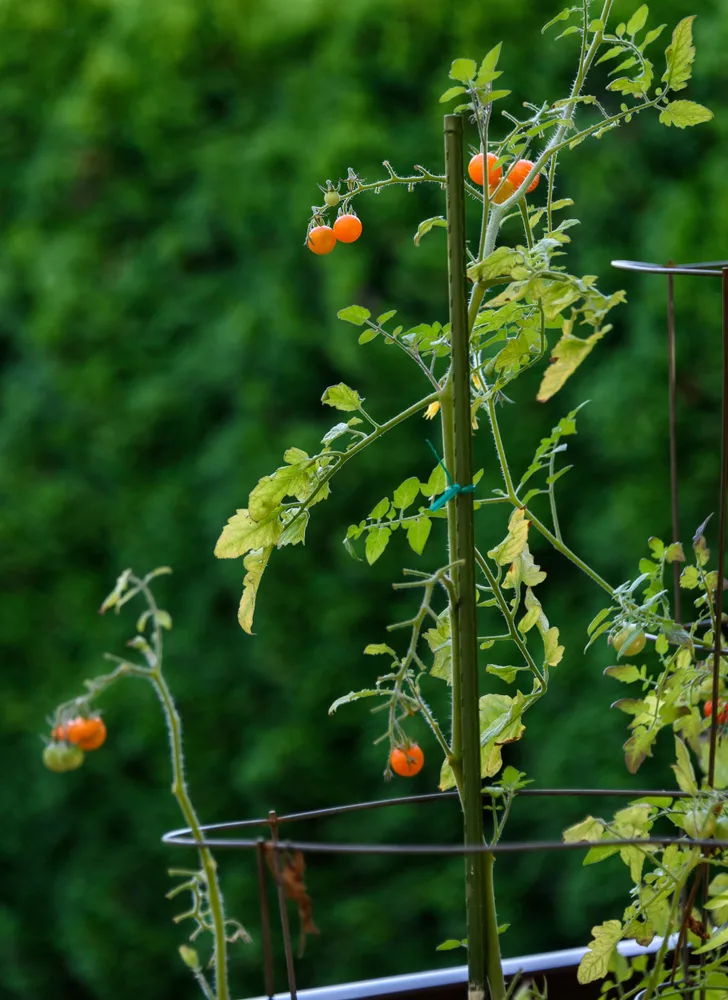 Tomato plant support