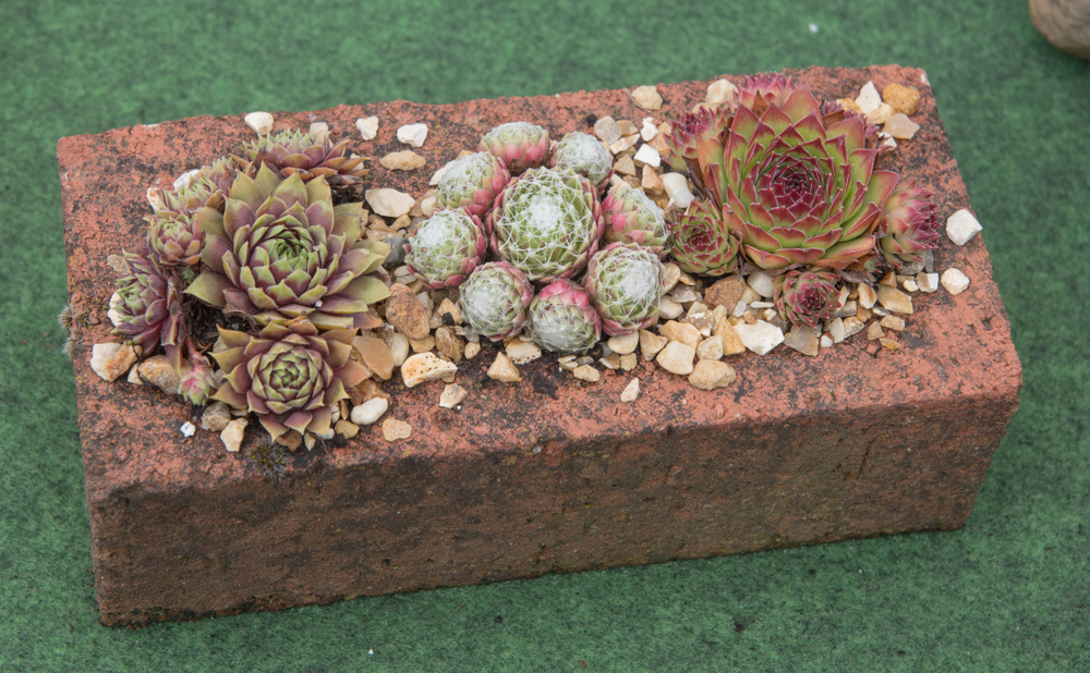 Succulents growing out of brick