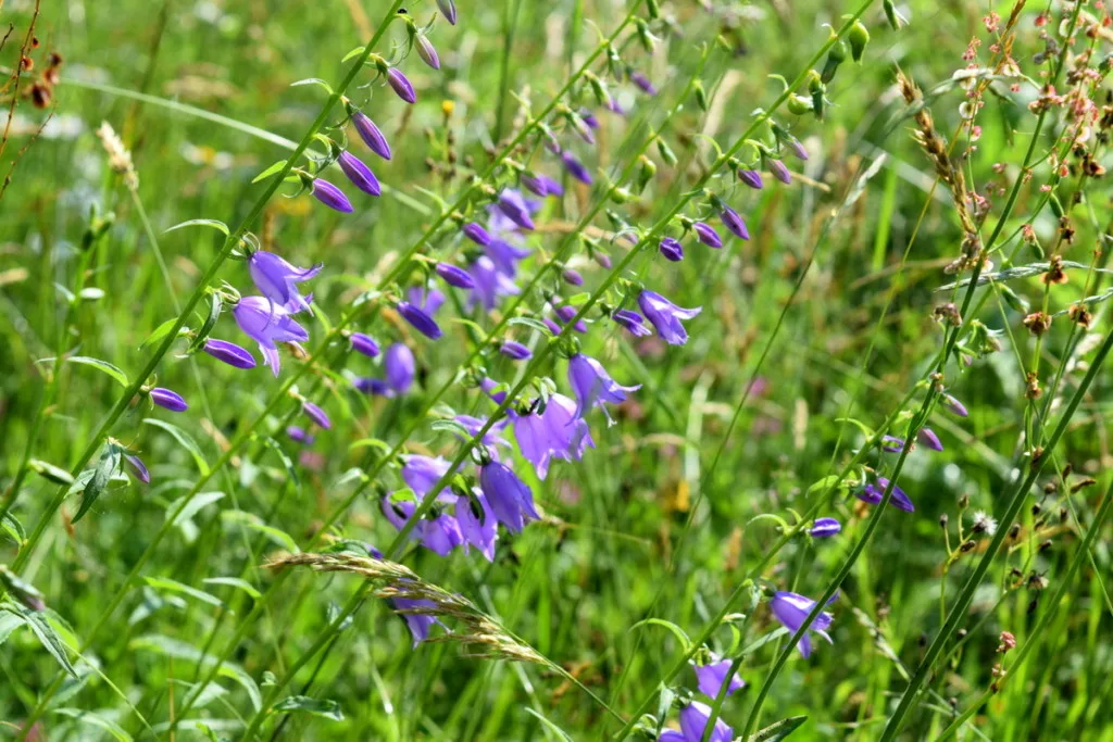 5 Reasons To Plant a Wildflower Lawn – Gilligallou Bird