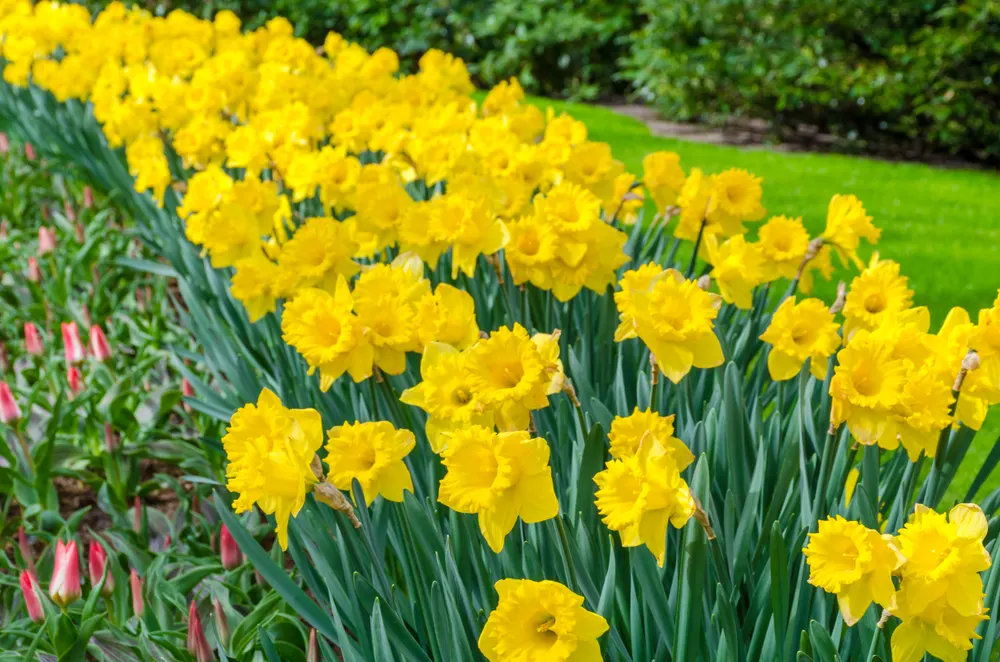 Daffodil garden bed edging