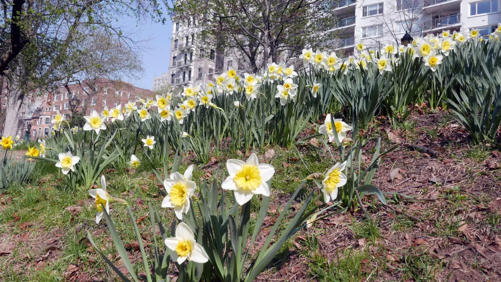Daffodils on hill