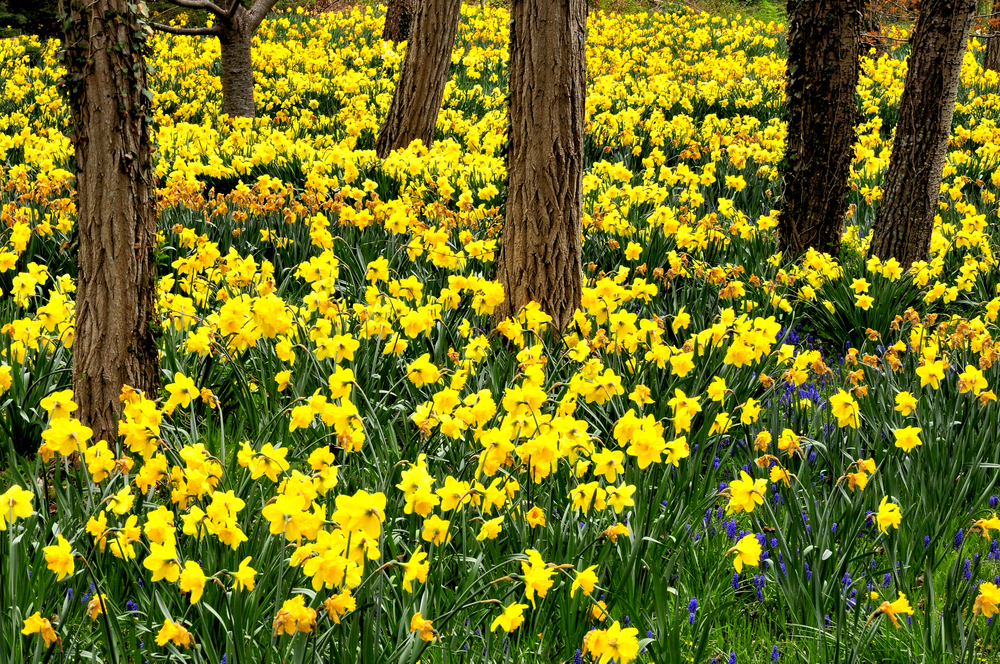 Daffodils growing under trees