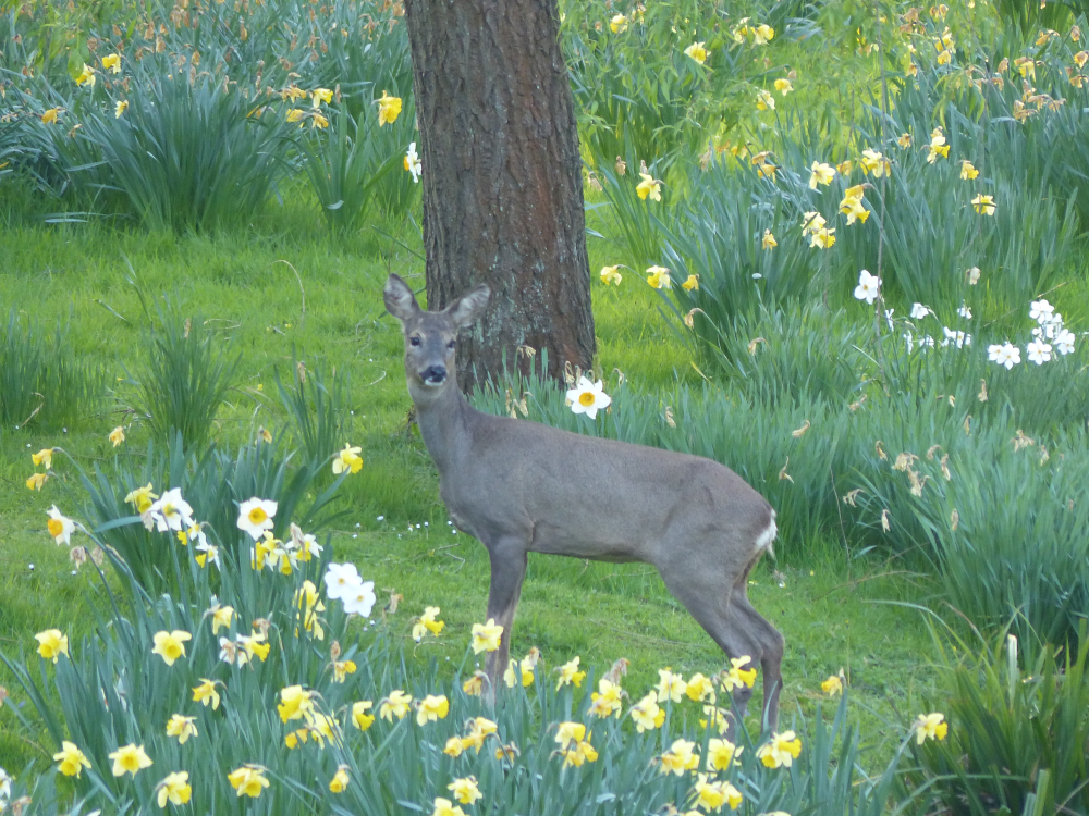 Deer in daffodils