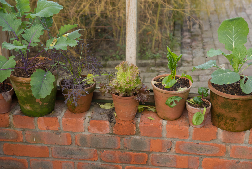 Plants on bricks in greenhouse