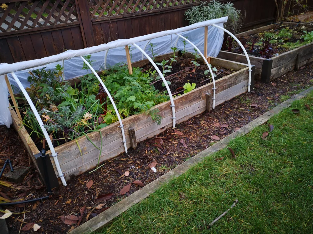 Polytunnel over raised bed