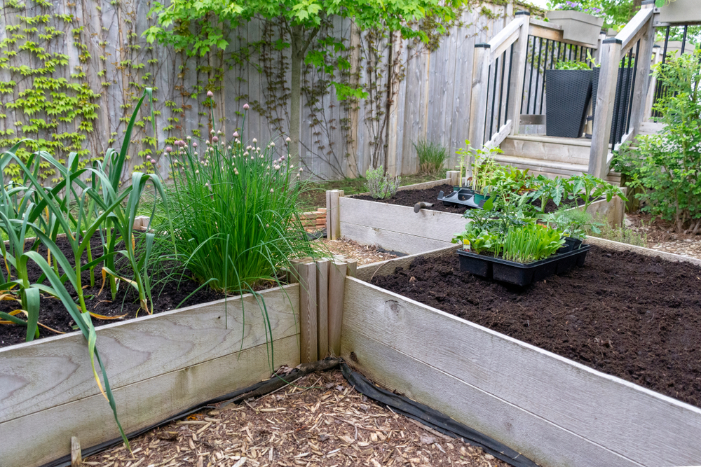 Square raised beds