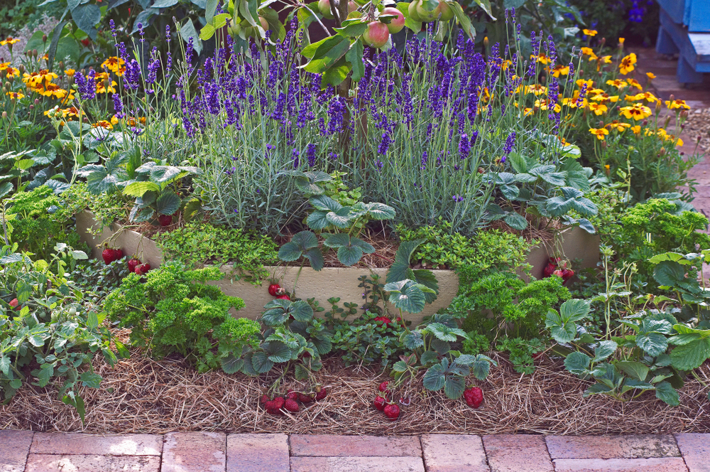 Edible garden bed edging including strawberry plants