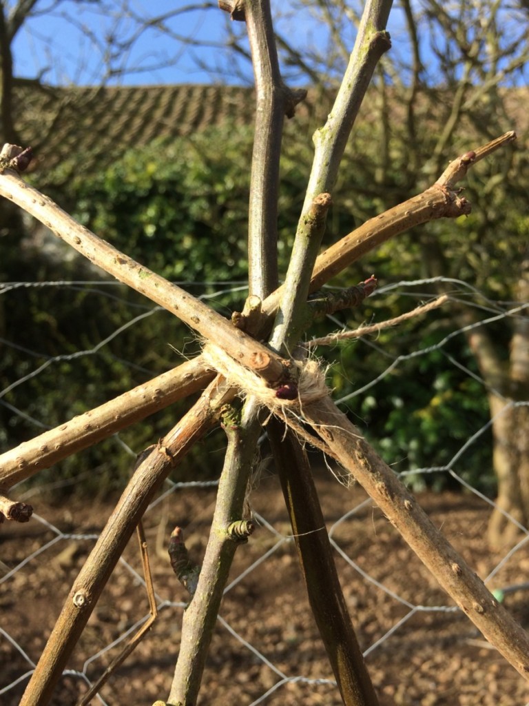 Close up of top of trellis where all branches were tied together into an arch