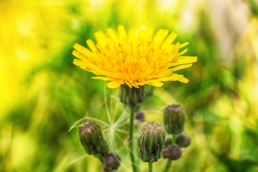 Close up of a dandelion blossom with closed buds next to it. 