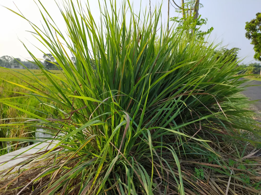 Citronella grass - Cymbopogon nardus