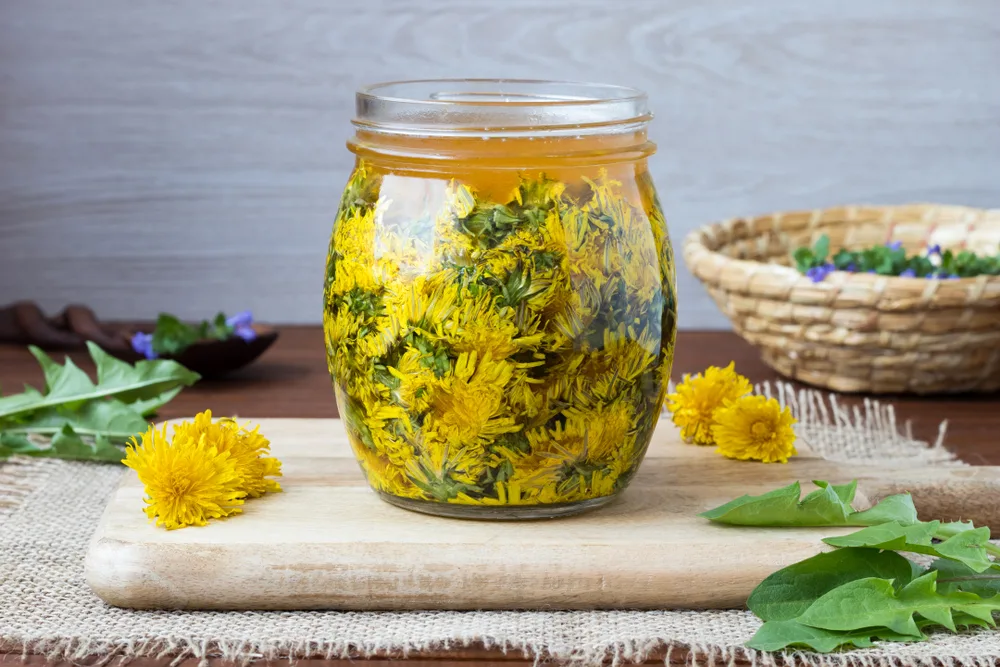 a jar of dandelion syrup filled with dandelion blossoms