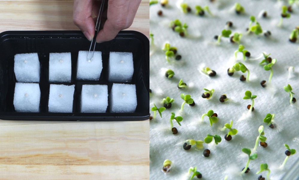 7 Ways To Germinate Seeds Without Soil
