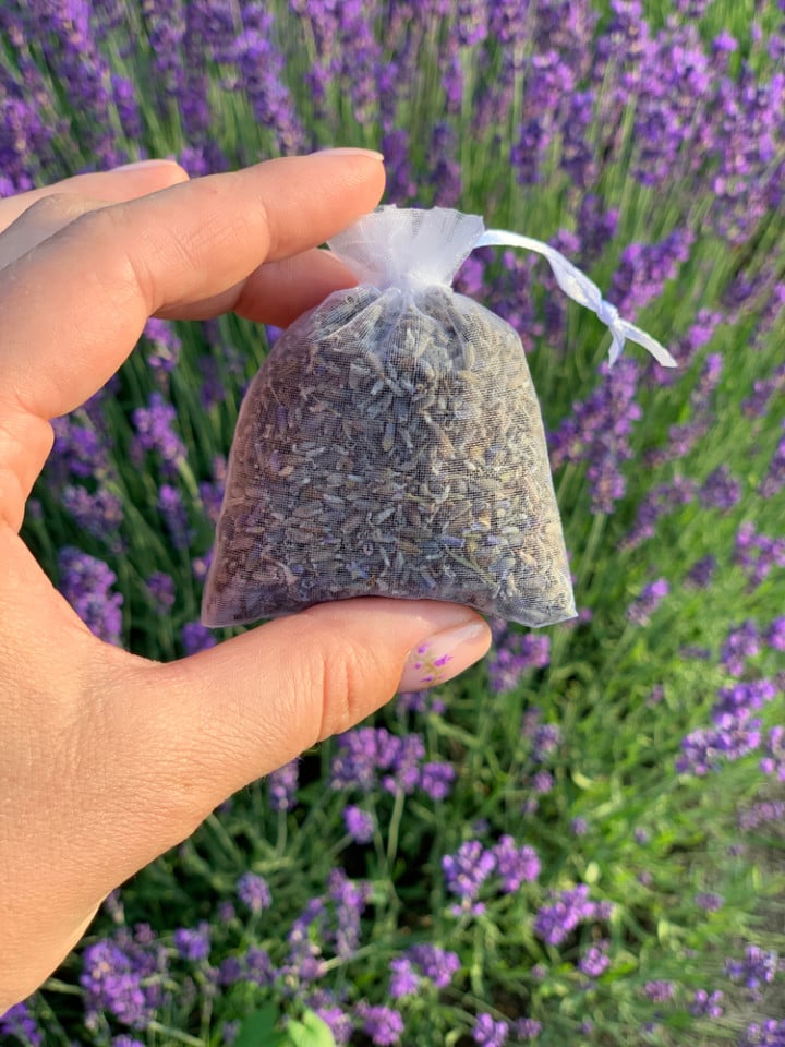 7 Plants That Naturally Repel Pests and How To Use Them