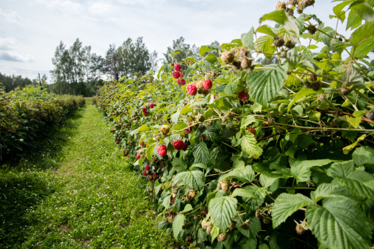 21 Ways To Increase Yield From Your Fruit & Veg Garden
