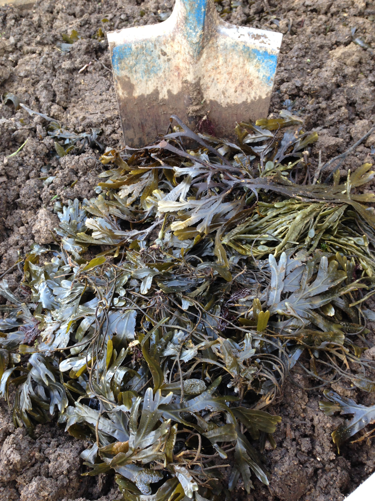 Seaweed added to compost