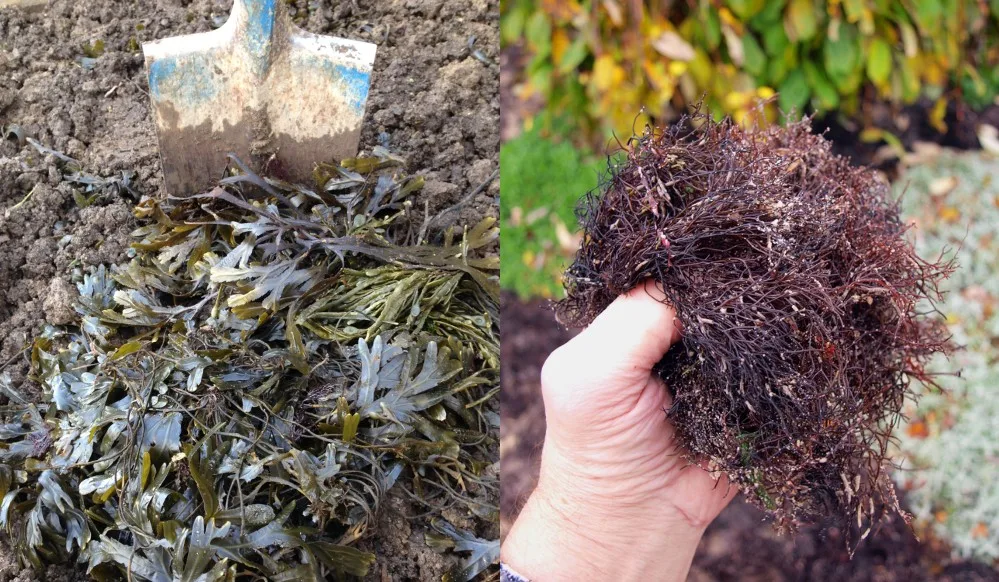 How to Use Seaweed to Feed Plants.. 😳🌱 #seaweed #plants