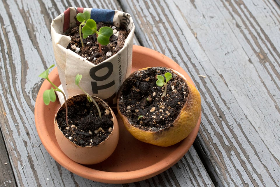 6 Biodegradable Seedling Pots You Already Have at Home (And 1 That