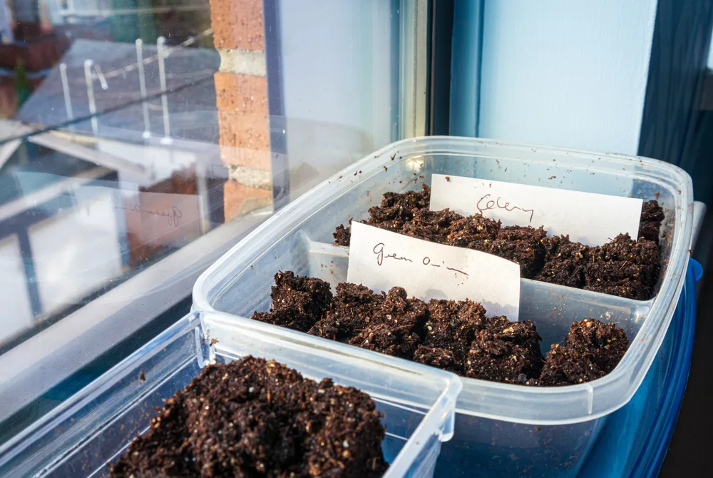 10 Reasons Your Seeds Aren't Germinating & How To Fix It