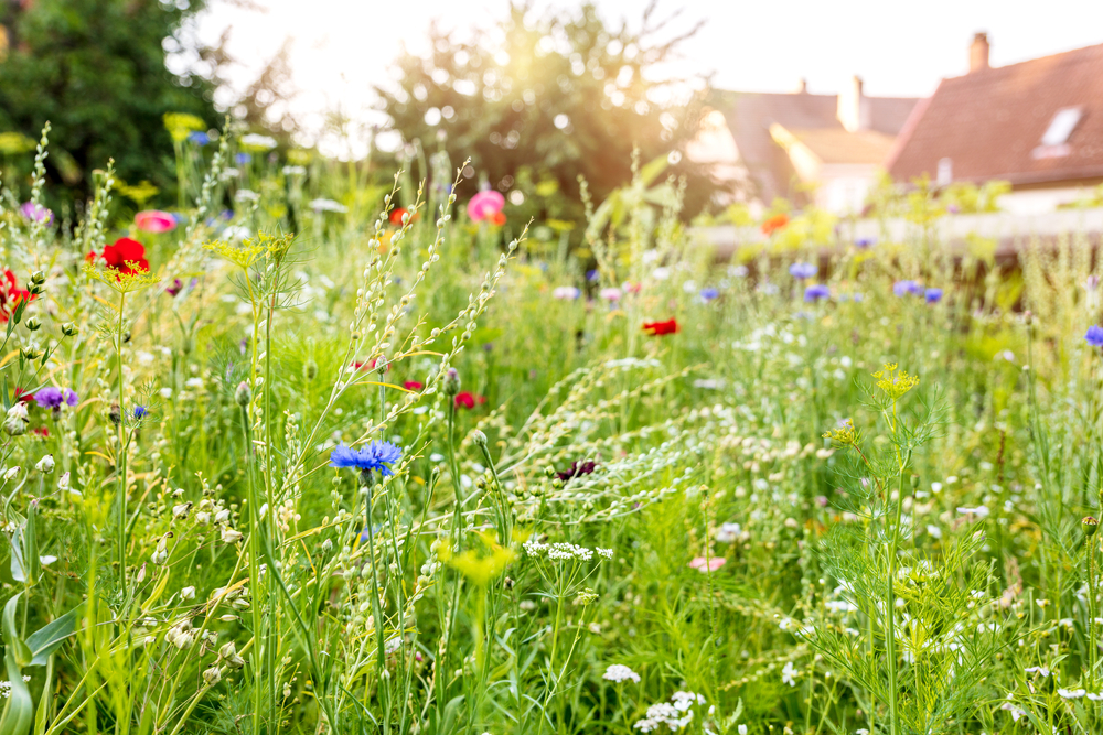 5 Reasons To Plant a Wildflower Lawn – Gilligallou Bird