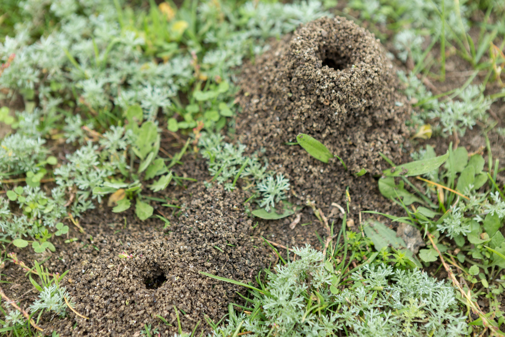 ants-nest-2.jpg