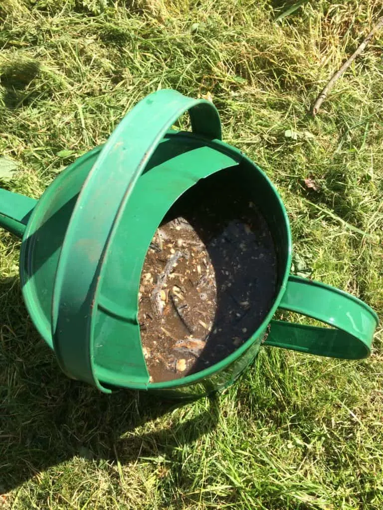 Watering can filled with compost tea