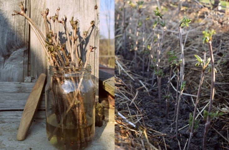 How To Propagate Elderberry From Cuttings
