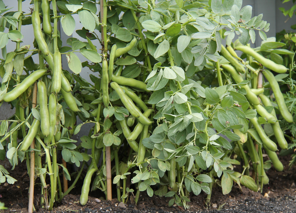 Fava beans plant