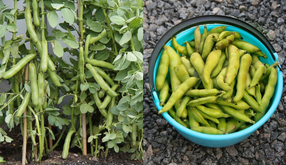 How To Grow High Yielding Fava Bean (Broad Bean) Plants