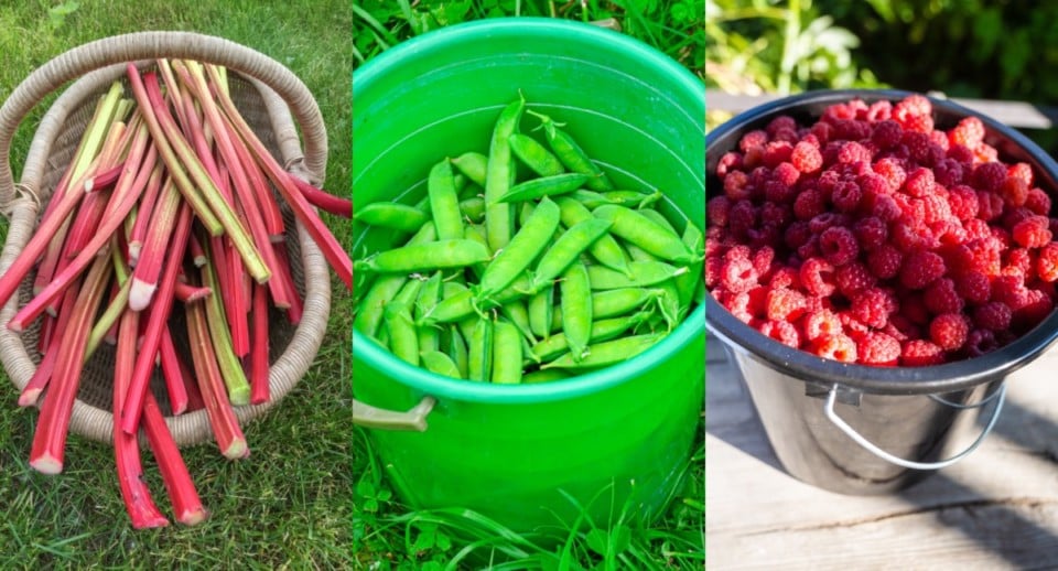 35 High Yielding Fruits And Vegetables For Huge Harvests