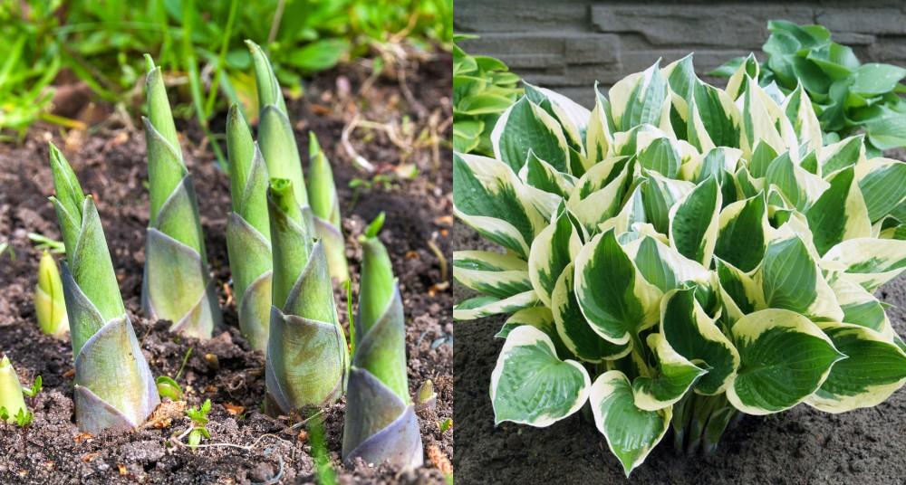 Hostas - How To Grow and Eat This Surprising Edible Plant