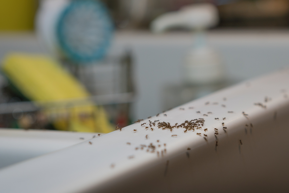 indoor-ants.jpg
