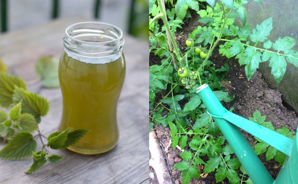 10-liquid-fertilizer-teas-made-from-weeds-and-plants