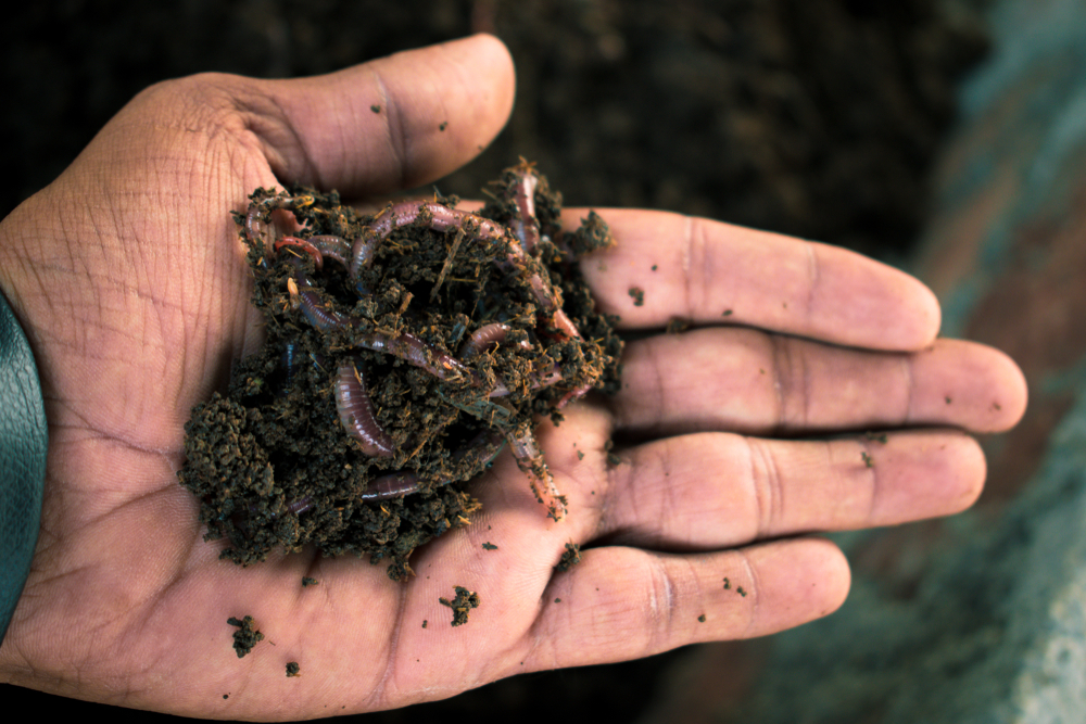 Hand holding mass of earthworms in dirt.