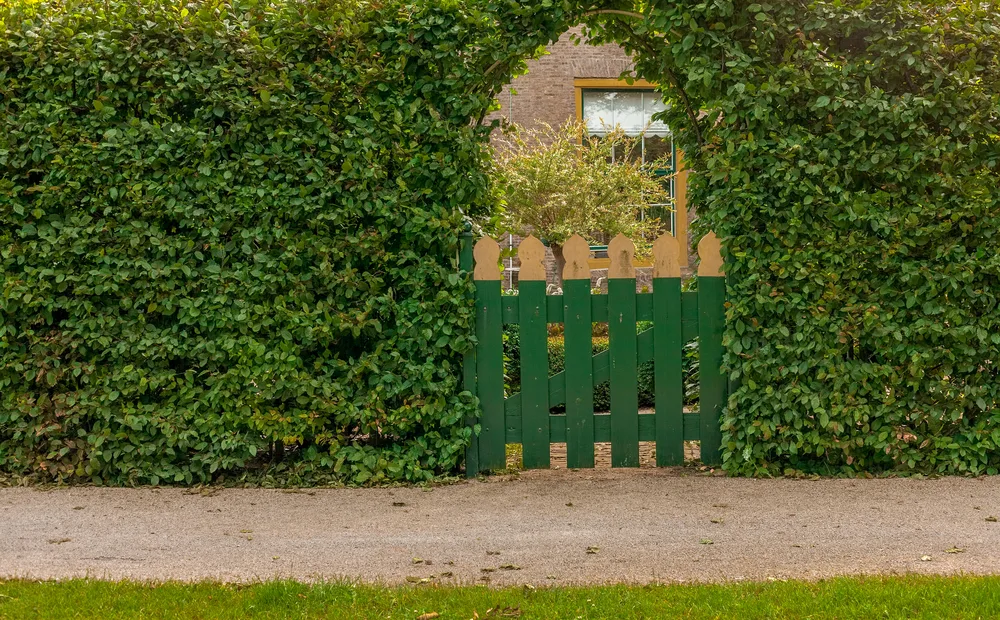 Bay Laurel garden privacy hedge