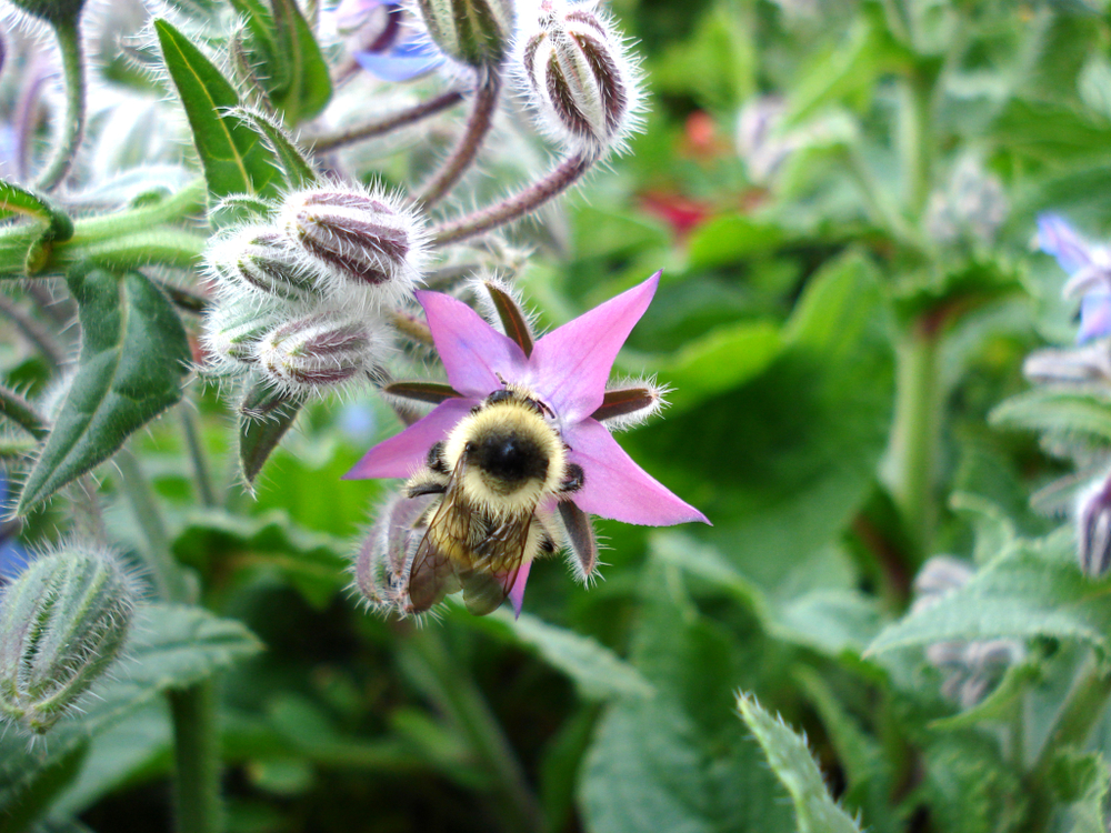 Bee on borage plant