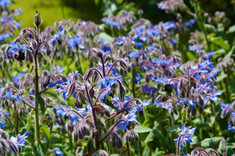 Borage plants