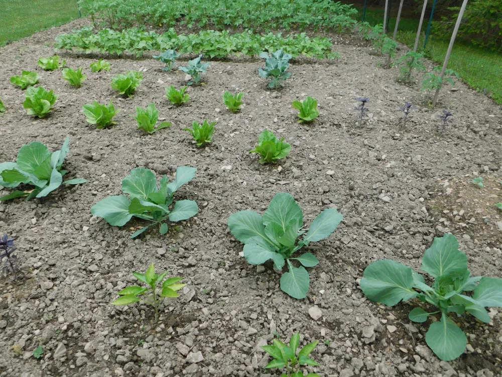 Cabbage growing in vegetable garden