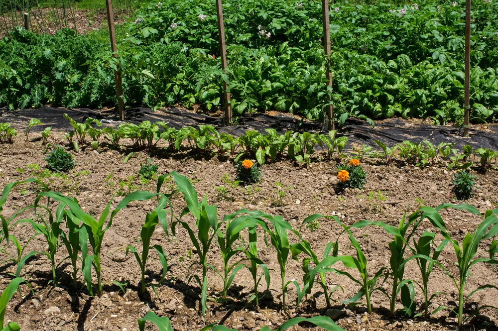 Corn and potato companion plants