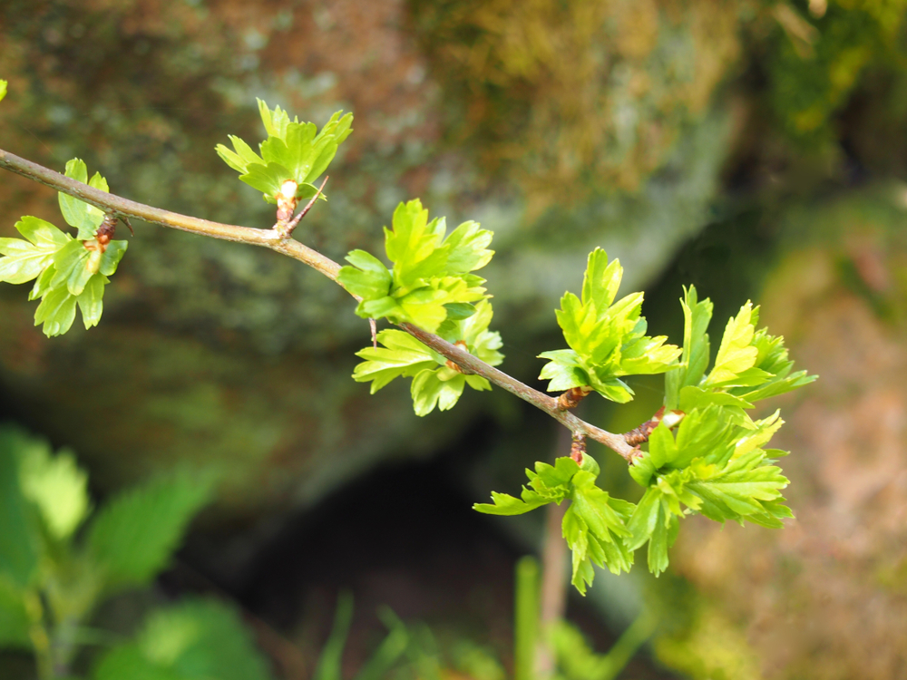 Hawthorn young leaves