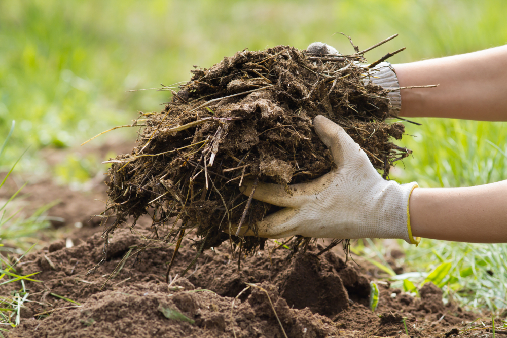 Putting manure on soil