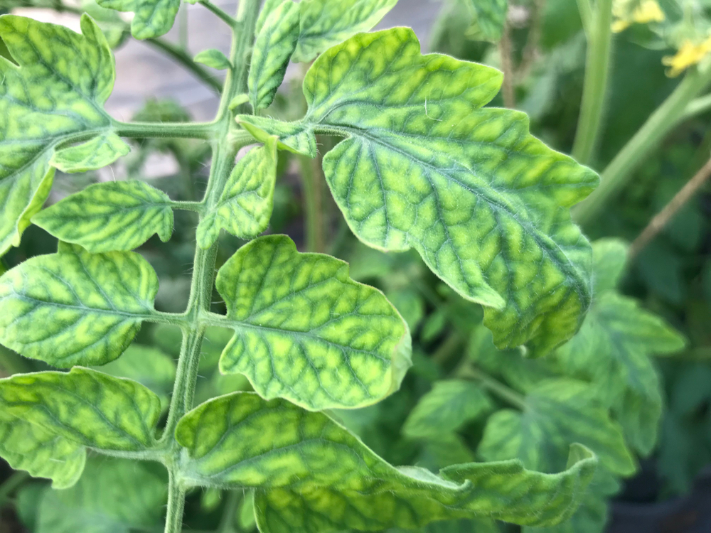 Tomato plant with nutrient deficiency