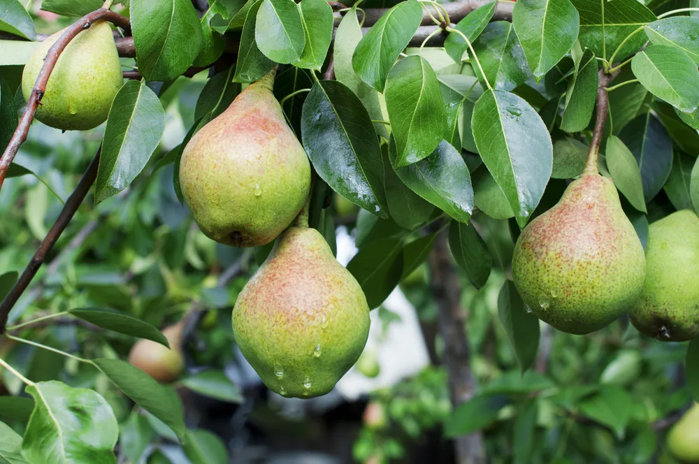 Pears on pear tree