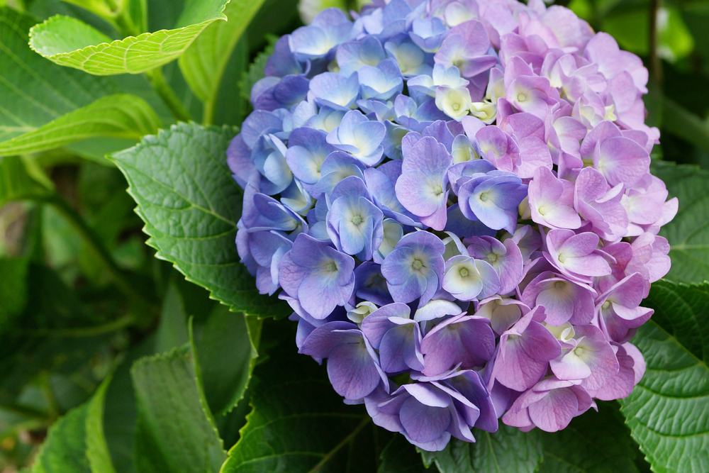 Hydrangea changing colour