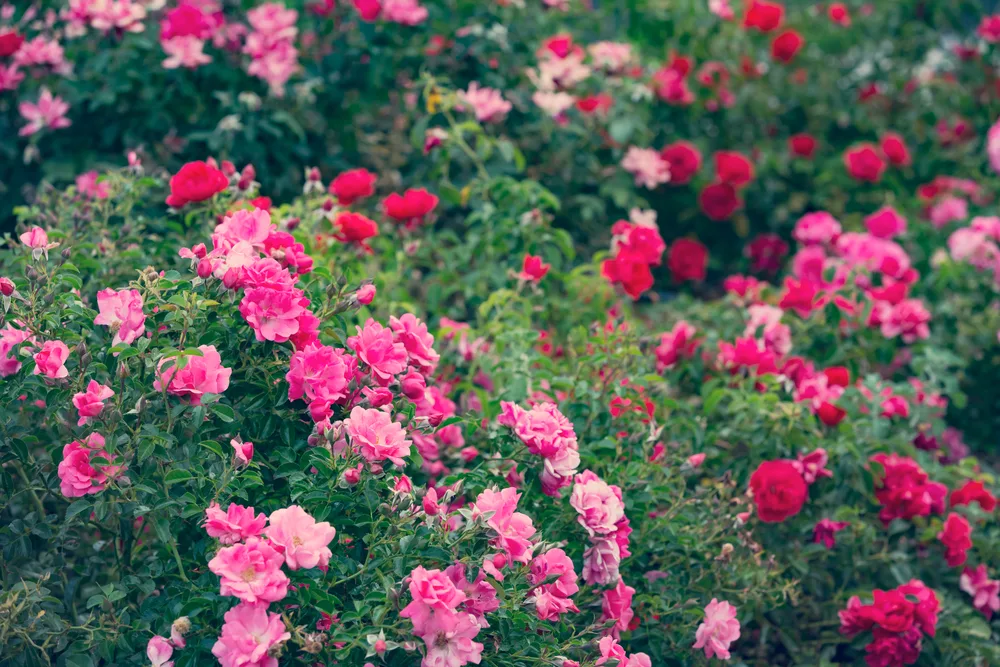 Roses in garden