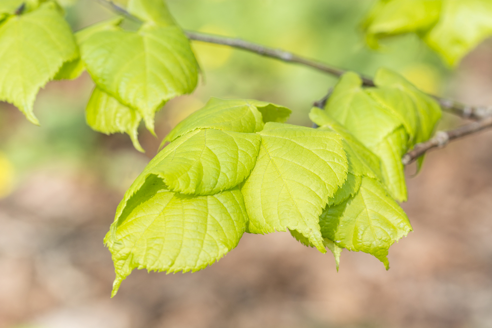 Young linden leaves