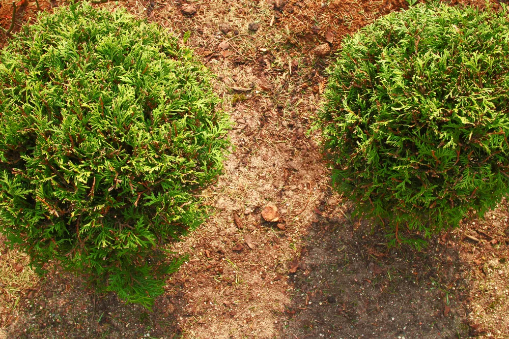 Top view of young thuja